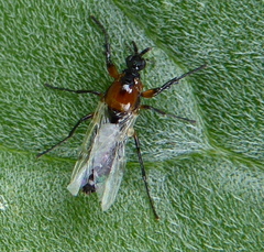 Dilophus