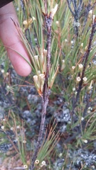 Dracophyllum acerosum