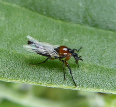 Dilophus
