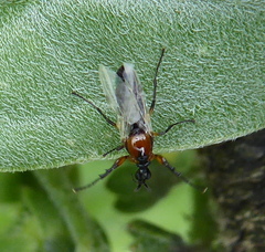 Dilophus