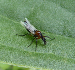 Dilophus