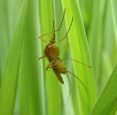 Coquillettidia microannulata