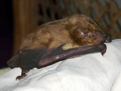 Scotophilus leucogaster