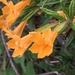 Orange Bush Monkeyflower