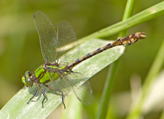 Ophiogomphus rupinsulensis