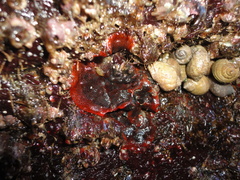 Watersipora subatra