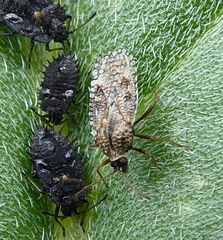 Dictyla nassata