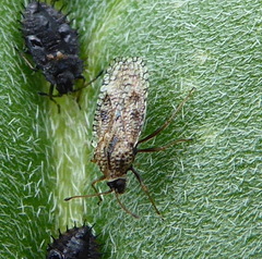 Dictyla nassata