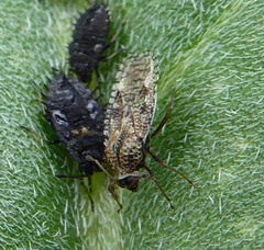 Dictyla nassata