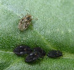 Dictyla nassata