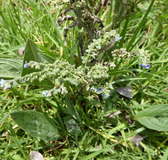 Dictyla nassata