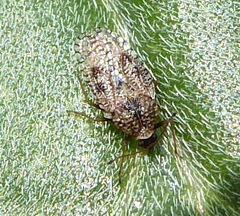 Dictyla nassata