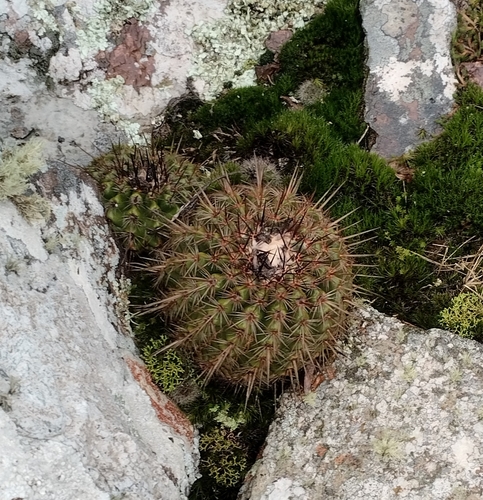 Parodia neoarechavaletae