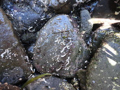 Spirobranchus triqueter