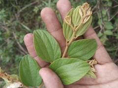 Ziziphus mauritiana