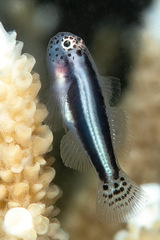 Head and Tailspotted Coralgoby photo 2