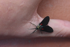 Cyanopepla