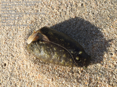 Dolabella auricularia