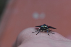 Cyanopepla