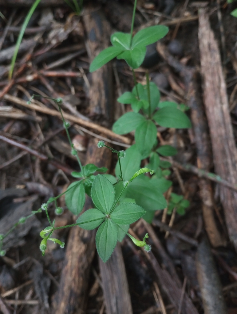 licorice bedstraw from Olathe, KS, USA on July 8, 2023 at 1016 AM by