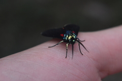 Cyanopepla