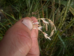 Anthoxanthum redolens