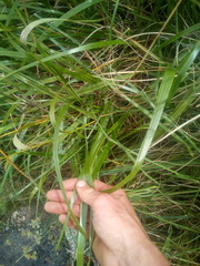 Anthoxanthum redolens