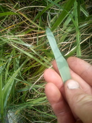 Anthoxanthum redolens