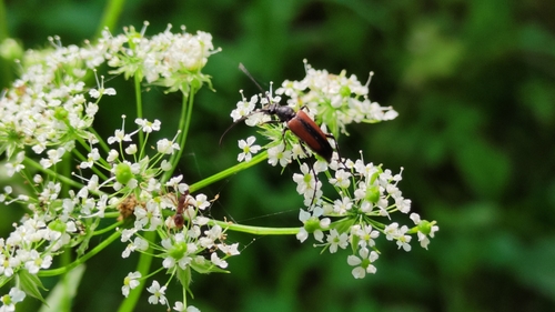 Black-striped Longhorn Beetle photo 5