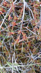Dracophyllum pronum