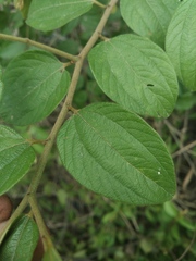 Ziziphus mauritiana