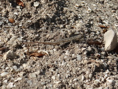 Sceloporus cozumelae