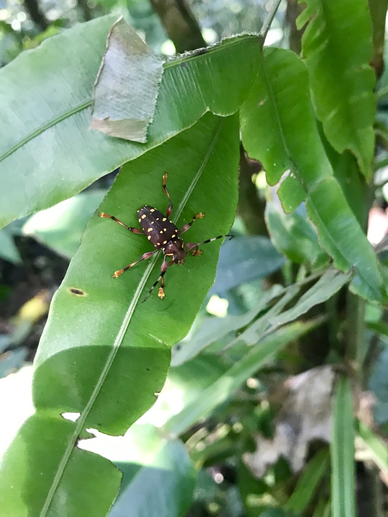 Acanthoderes rubripes