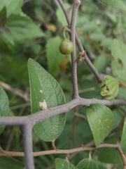 Ziziphus mauritiana