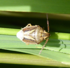 Aeliomorpha