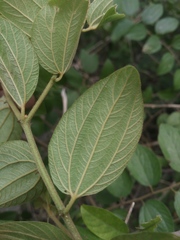Ziziphus mauritiana