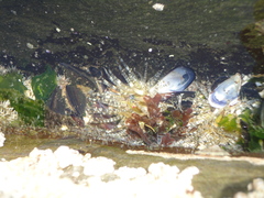 Aulactinia verrucosa