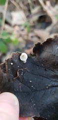 Crepidotus epibryus