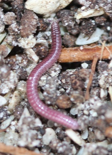 Rhinotus purpureus