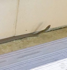 Cubophis cantherigerus