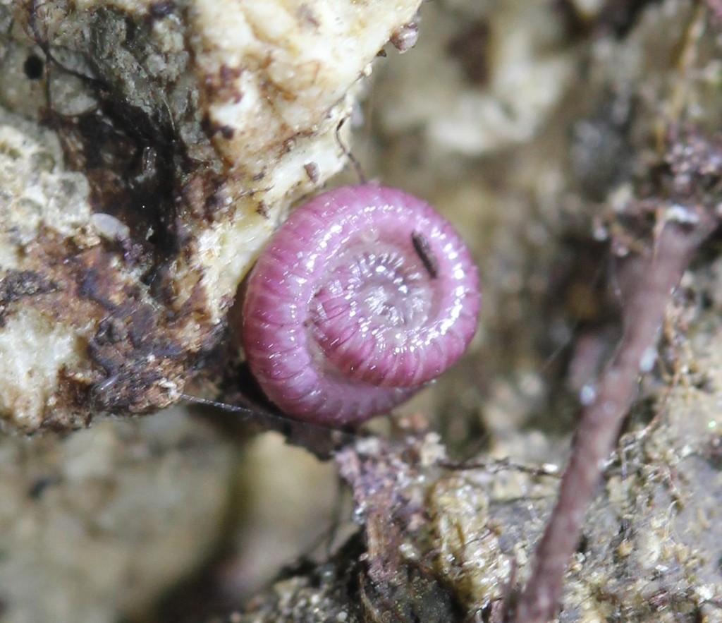 Siphonotidae