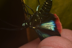 Cyanopepla