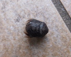 Psacasta exanthematica