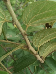 Ziziphus mauritiana