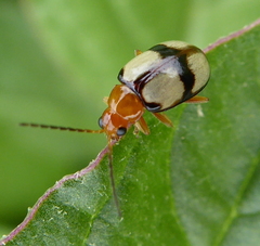 Monolepta cruciata