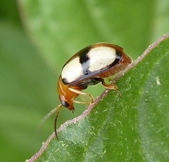 Monolepta cruciata