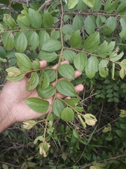 Ziziphus mauritiana