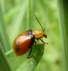 Bicolorizea pectoralis