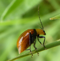 Bicolorizea pectoralis