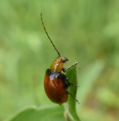 Bicolorizea pectoralis